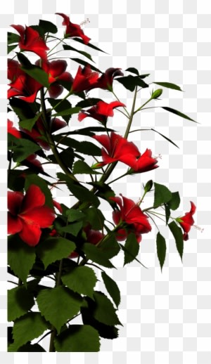 Hibiscus-red By Brokenwing3dstock On Clipart Library - Nature Png Images Hd - Transparent PNG Free Download