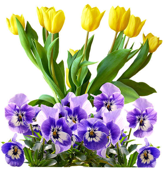 Tulips, Pansy, Png, Isolated, Flowers, Spring - Natural Rose Gold Purple Flowers .png - Transparent PNG Free Download