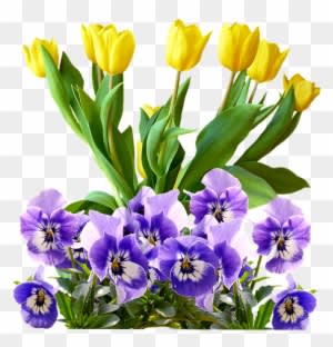 Tulips, Pansy, Png, Isolated, Flowers, Spring - Natural Rose Gold Purple Flowers .png - Transparent PNG Free Download