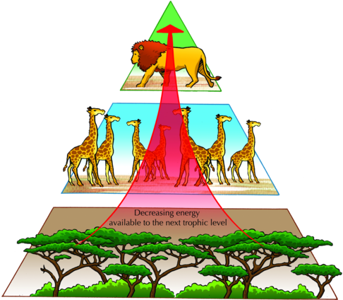 Studying Energy Pyramids - Pyramid Of Nature Balance - Transparent PNG Free Download