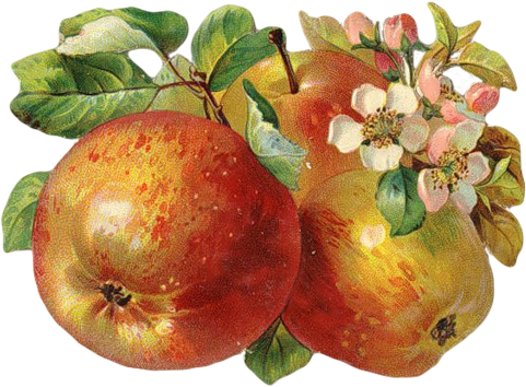 Http - //img-fotki - Yandex - Ru/get/5109/ - Back To Nature Inc - Transparent PNG Free Download