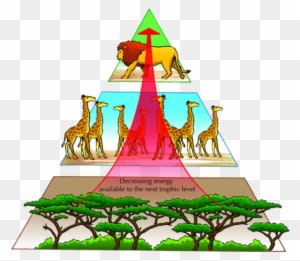 Studying Energy Pyramids - Pyramid Of Nature Balance - Transparent PNG Free Download