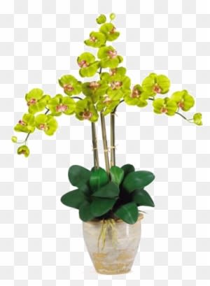 Nearly Natural Triple Stem Phalaenopsis Orchid Silk - Nearly Natural Triple Phalaenopsis Silk Orchid Flowers - Transparent PNG Free Download