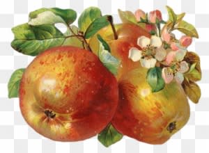 Http - //img-fotki - Yandex - Ru/get/5109/ - Back To Nature Inc - Transparent PNG Free Download