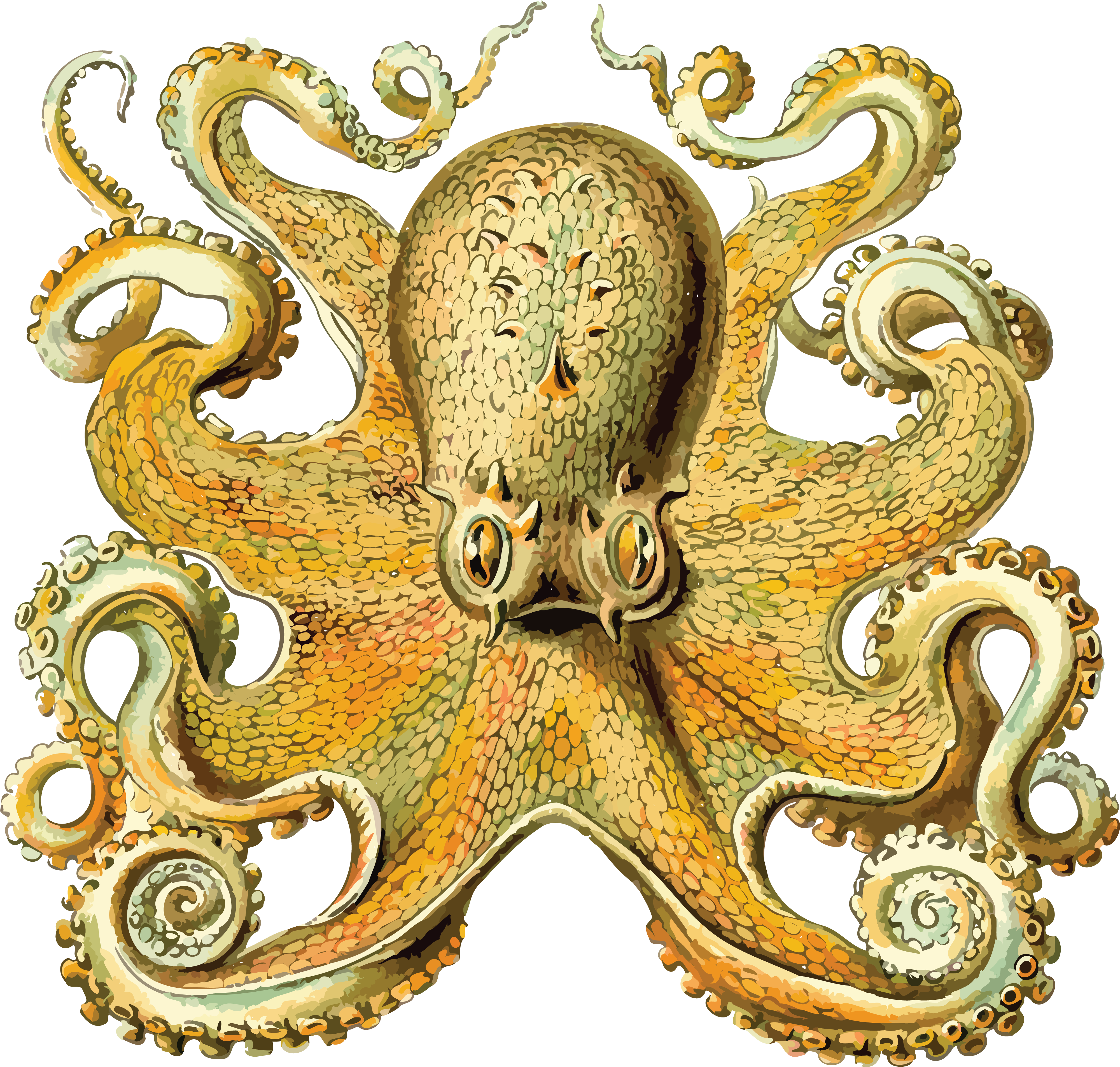 Free Clipart Of An Octopus - Art Forms In Nature - Transparent PNG Free Download