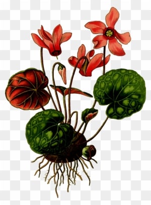 Art Print: Vision Studio's Nature's Harvest I, 61x46cm. - Transparent PNG Free Download