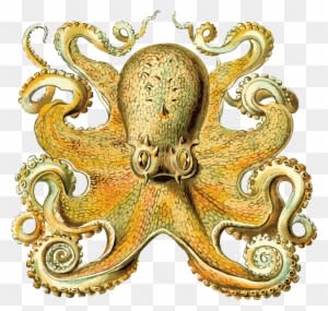 Free Clipart Of An Octopus - Art Forms In Nature - Transparent PNG Free Download