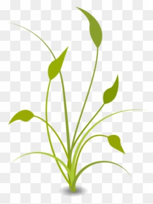 Green Plant With Leaves - Nature Png Clipart - Transparent PNG Free Download