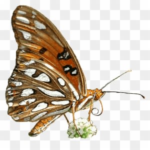 Free Animated Butterfly Clipart - Animated Nature - Transparent PNG Free Download
