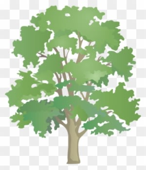 Drawn Tree Sycamore Tree - Patterns Of Nature Permaculture - Transparent PNG Free Download