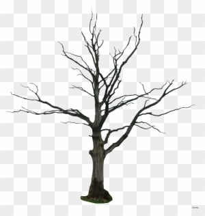Hand Draw Sketch Dead Tree Simple 40484093 How To A - Beautiful Sceneries Of Nature At Night - Transparent PNG Free Download