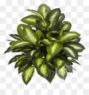 Elegant Plants Top View Psd With Plants Top View Psd - Nearly Natural Silk Plants - Transparent PNG Free Download