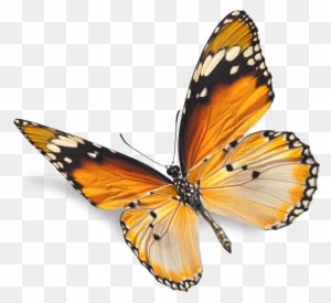 Real Butterfly Png - Natural Images Png - Transparent PNG Free Download
