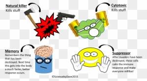 Most Important Of All The Adaptive Immune System Produces - Natural Killer Cell Cartoon - Transparent PNG Free Download