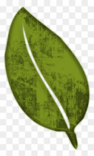 Leaf Clipart Natural - Natural Leaf Clipart - Transparent PNG Free Download