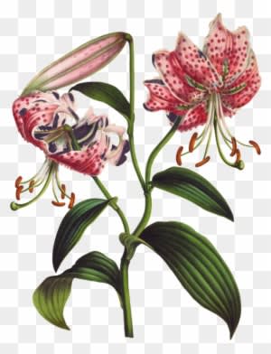 My Natural History: The Evolution Of A Gardener - Transparent PNG Free Download