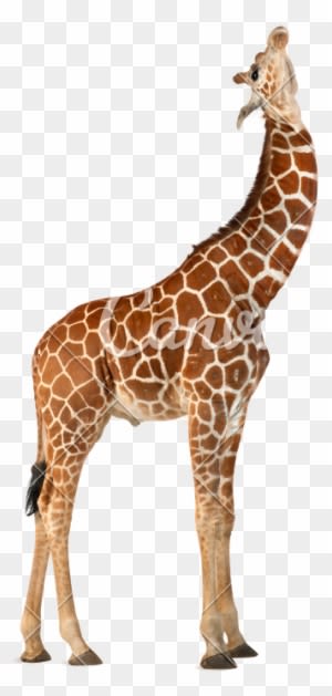 Image - Natural Wonders Dot-to-dot: 104 Dot - Transparent PNG Free Download