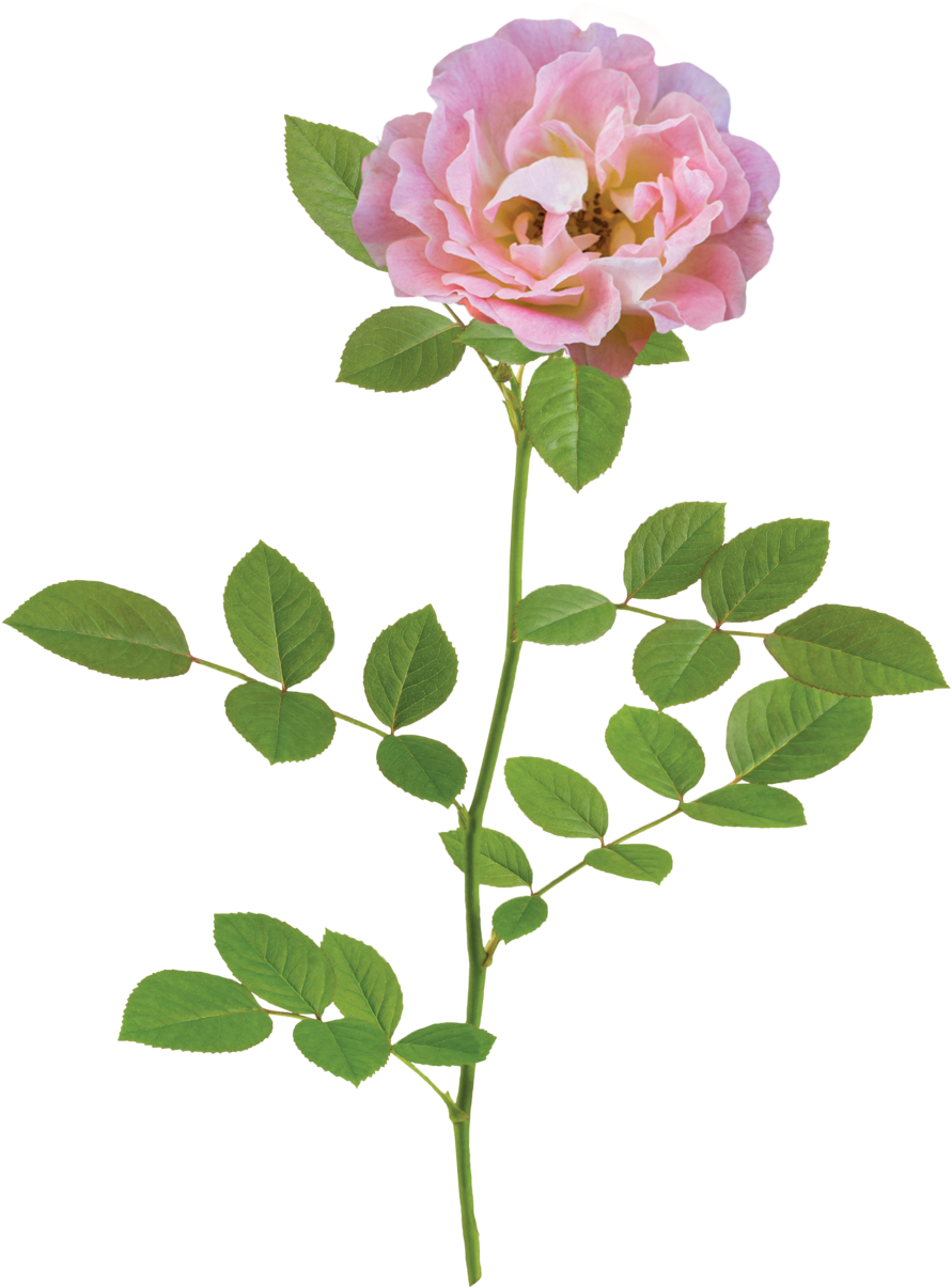 The Peach Drift® Rose - Natural Flower Png - Transparent PNG Free Download