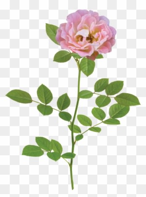 The Peach Drift® Rose - Natural Flower Png - Transparent PNG Free Download
