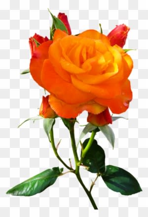 Nature, Flower, Rose, Blossom, Bloom, Isolated, Orange - Nature - Transparent PNG Free Download