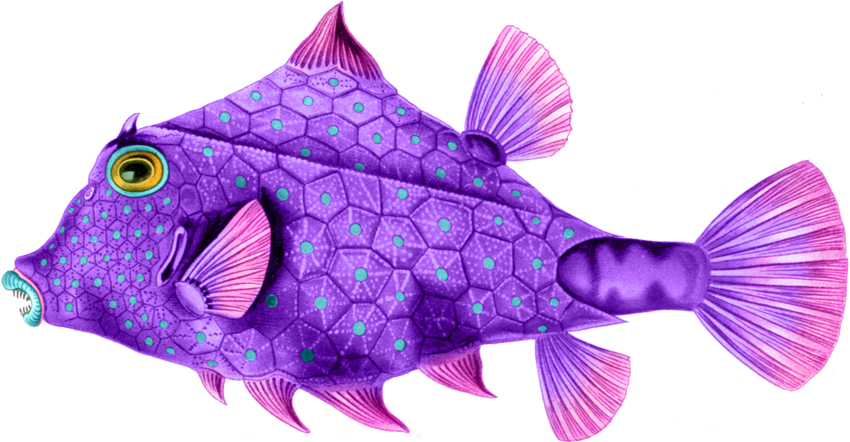 Here Are Some Wonderfully Colorful Sea Creatures To - Art Print: Ostraciontes Nature By Ernst Haeckel, 91x61in. - Transparent PNG Free Download