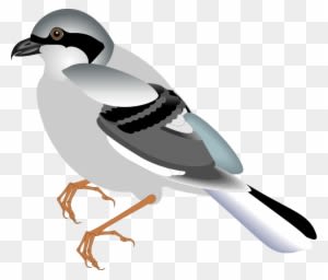 Bird 12 Free Vector - Bird Natural Art Clip - Transparent PNG Free Download