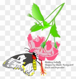 It Is Not Easy To Make Digital Drawing - Birdwing Butterfly Large Tote Bag, Natural, Large - Transparent PNG Free Download