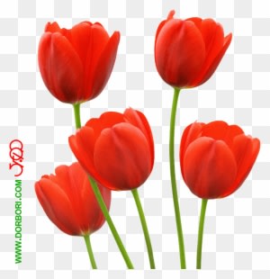 عکس گل لاله - Floral Bridal Tote, Adult Unisex, Natural - Transparent PNG Free Download