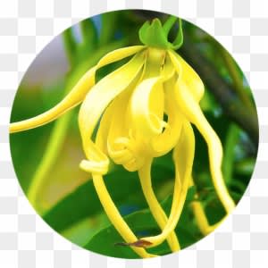 Natural Bath & Body Ylang Ylang After Bath Milk - Transparent PNG Free Download