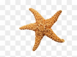 Starfish Png Transpa Images Free Clip Art Carwad Net - Advances In Natural Products Discovery - Transparent PNG Free Download
