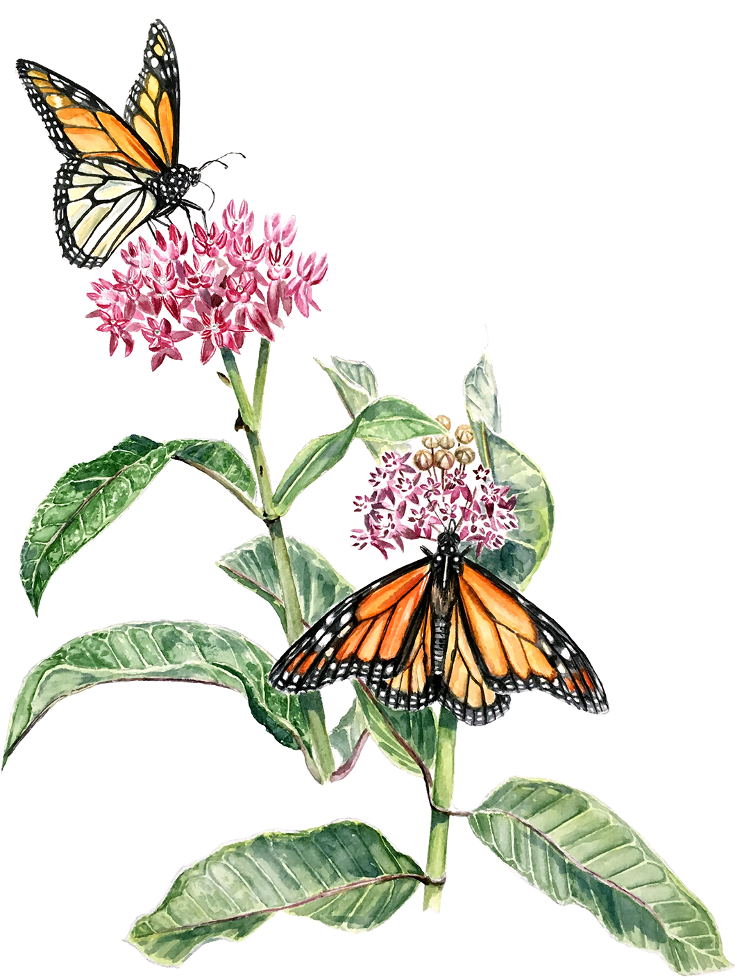 I've Been Recently Working With Phinizy Swamp Nature - Phinizy Swamp Nature Park - Transparent PNG Free Download