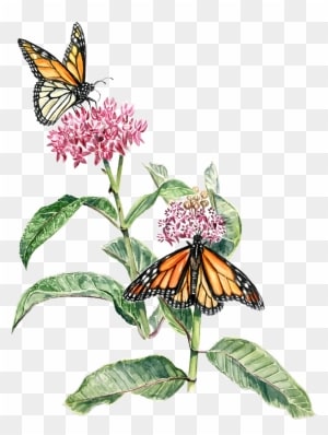 I've Been Recently Working With Phinizy Swamp Nature - Phinizy Swamp Nature Park - Transparent PNG Free Download