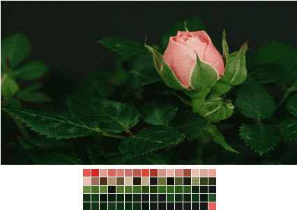 Gif Flower Colors Nature Rose Roses Transparent Color - Nature Colors Gif - Transparent PNG Free Download