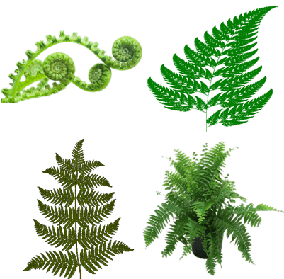 Ferns - Fractal Geometry In Nature - Transparent PNG Free Download