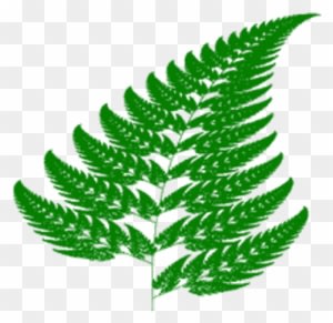 Fern - Fractal Geometry In Nature - Transparent PNG Free Download