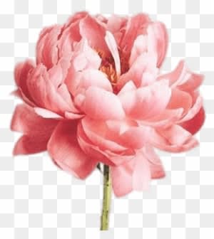 Descargar - Nature Plugs (6g-7/8" And Stud Earrings Available) - Transparent PNG Free Download