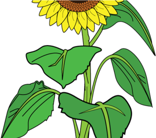 Sunflower Clipart Name - Sunflower With Hearts Tote Bag, Adult Unisex, Natural - Transparent PNG Free Download