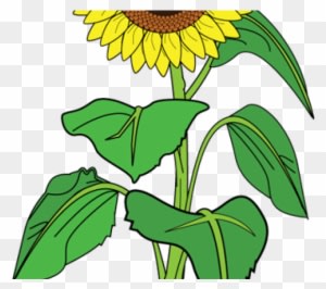 Sunflower Clipart Name - Sunflower With Hearts Tote Bag, Adult Unisex, Natural - Transparent PNG Free Download