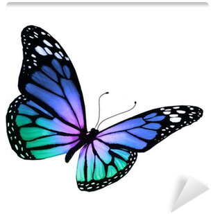 Turquoise Violet Butterfly, Isolated On White Background - Heal Breast Cancer Naturally - 7 Essential Steps - Transparent PNG Free Download
