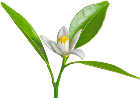 Petitgrain - Provence Et Nature Fleur D'oranger Eau De Toilette - Transparent PNG Free Download