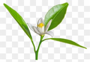 Petitgrain - Provence Et Nature Fleur D'oranger Eau De Toilette - Transparent PNG Free Download