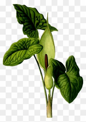 All Photo Png Clipart - Art Print: Vision Studio's Nature's Harvest Iv, 61x46cm. - Transparent PNG Free Download