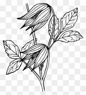 All Photo Png Clipart - Natures Flowers: Wonderful Flowers To Colour - Transparent PNG Free Download