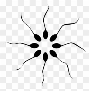 Cannabis Smoking Is Associated With Higher Sperm Count - Rebecca's Natural Foods - Transparent PNG Free Download