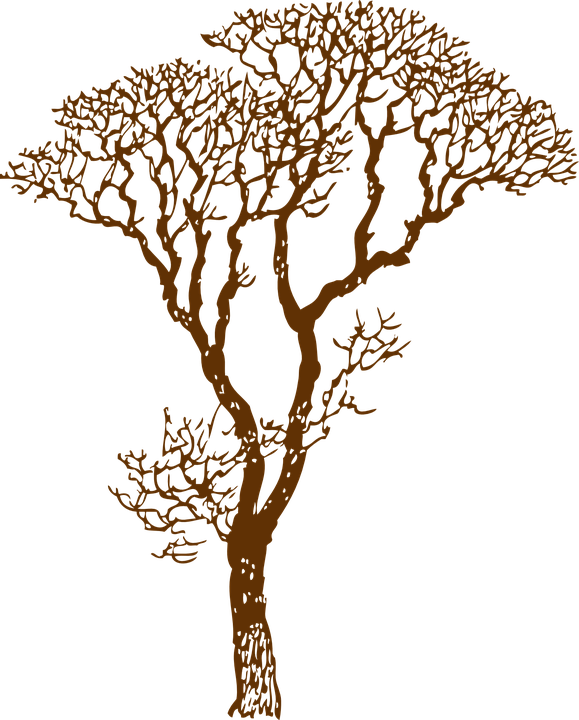 Tree Bare Ecology Environment Nature Forest - Tree Bare Ecology Environment Nature Forest - Transparent PNG Free Download