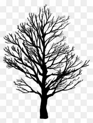 Barren, Branches, Nature, Plant, Plants, Silhouette - Screws Us Up Most In Life - Transparent PNG Free Download
