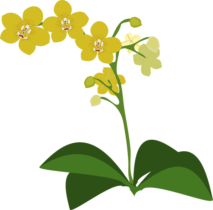 Clip Art Flor Flora Flower Nature Orchid Orchids - Spectacular Orchids: The Basics Of Growing Your Own - Transparent PNG Free Download