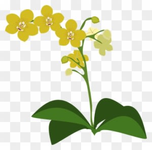 Clip Art Flor Flora Flower Nature Orchid Orchids - Spectacular Orchids: The Basics Of Growing Your Own - Transparent PNG Free Download