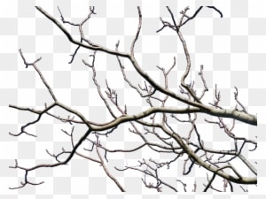 Branches, Tree, Nature, Trees, Wood - Wilderness Within By John Claude Smith - Transparent PNG Free Download