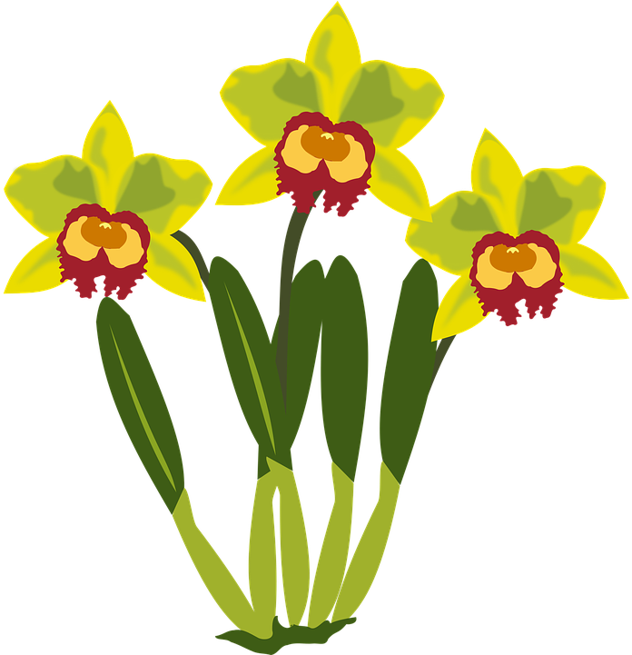 Clip Art Flor Flora Flower Nature Orchid Orchids - Clip Art - Transparent PNG Free Download